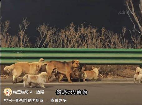 破億點閱「狗版越獄」暖心故事？揭露社群假訊息如何編織動人假象